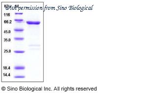 Sino Biological 11080-H09B image 1