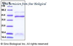 Sino Biological 10814-H08H image 1
