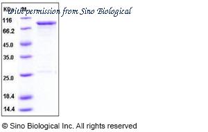 Sino Biological 10727-H09B image 1