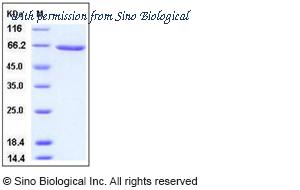 Sino Biological 11092-H09B image 1
