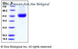 Sino Biological 11093-H07B image 1