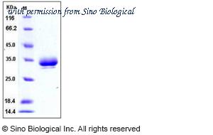 Sino Biological 50031-M08H image 1