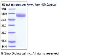 Sino Biological 50313-M08H image 1