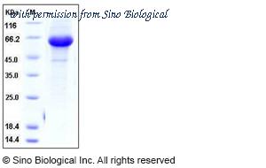 Sino Biological 11059-V08B1 image 1