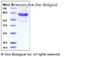 Sino Biological 11082-V08B image 1