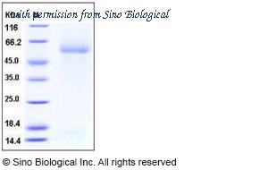 Sino Biological 50283-M07H image 1