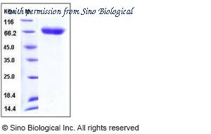 Sino Biological 50121-M08H image 1