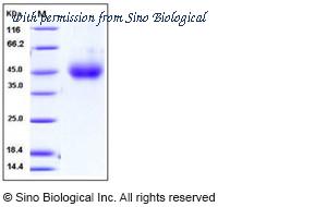 Sino Biological 11212-V08H1 image 1