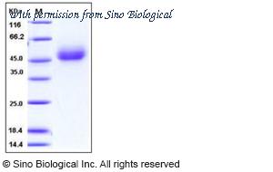 Sino Biological 11082-V08H1 image 1
