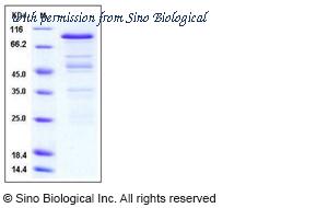 Sino Biological 11211-H09E image 1