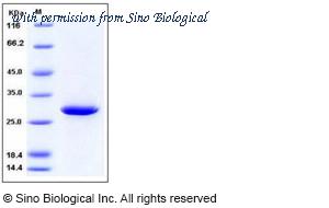 Sino Biological 10838-HNCE image 1