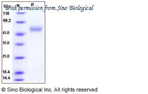 Sino Biological 11048-VNAH2 image 1