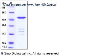 Sino Biological 11222-H09E image 1