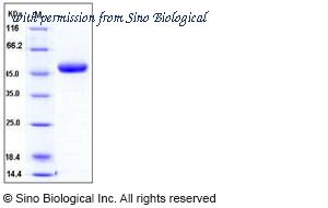 Sino Biological 11223-H08H image 1