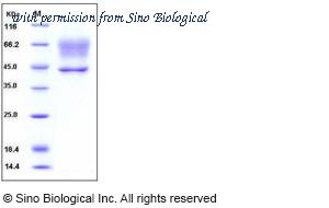 Sino Biological 10307-H08H image 1
