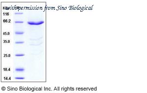 Sino Biological 11034-H09B image 1