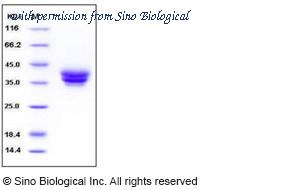 Sino Biological 10187-H08H image 1