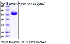 Sino Biological 11228-H08H image 1