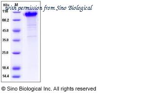 Sino Biological 80003-R16H image 1