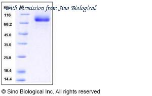 Sino Biological 50057-M08H image 1
