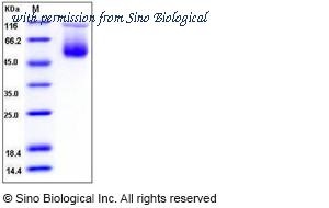 Sino Biological 50375-M08H image 1