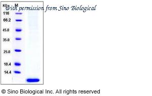 Sino Biological 10939-H08B image 1