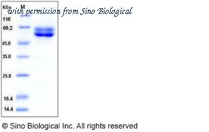 Sino Biological 11327-H07H image 1