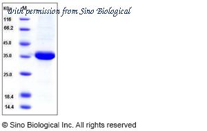 Sino Biological 11112-H07B image 1