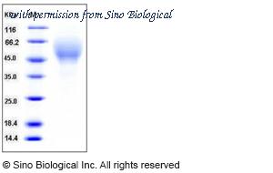 Sino Biological 50639-M08H image 1