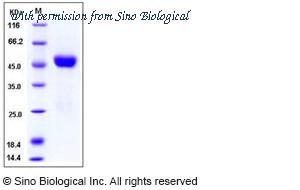 Sino Biological 11012-H08B image 1