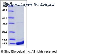 Sino Biological 11138-H08B image 1