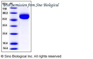 Sino Biological 10111-H08H image 1