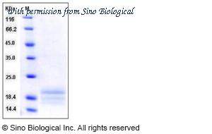 Sino Biological 10070-H08H image 1