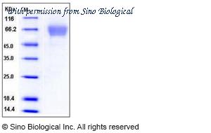 Sino Biological 50388-M08H image 1