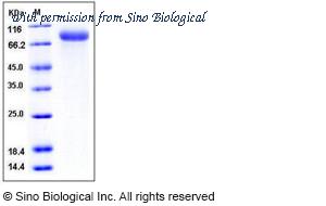 Sino Biological 10149-H08H image 1