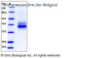 Sino Biological 50233-M07H image 1