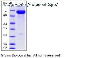 Sino Biological 50214-M07H image 1