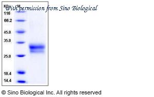 Sino Biological 11647-H08H image 1