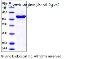 Sino Biological 11013-H07B image 1