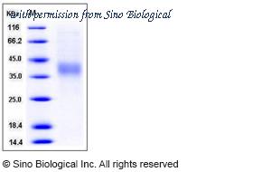 Sino Biological 10021-H08H image 1