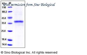 Sino Biological 50274-M08H image 1