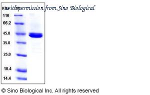 Sino Biological 50386-M08H image 1