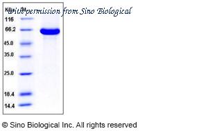Sino Biological 11117-H07B image 1