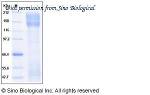 Sino Biological 10140-H08H image 1