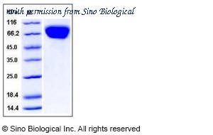 Sino Biological 11166-H08H image 1