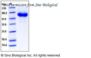 Sino Biological 10714-H08H image 1