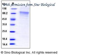 Sino Biological 50168-M08H image 1