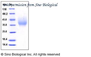 Sino Biological 11678-H08H image 1