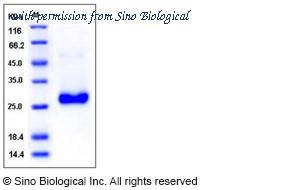 Sino Biological 10873-H08H image 1