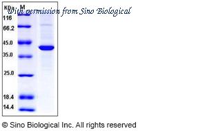 Sino Biological 11097-H07B image 1